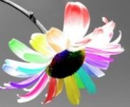 pic for Colourful Flower